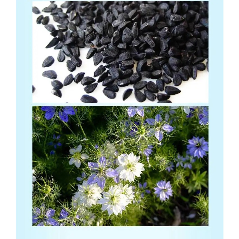 Premium Indian Black Seed Oil  - Hair Care Indian recension och pris